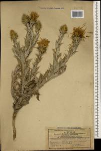 Cousinia cynaroides (M. Bieb.) C. A. Mey., Кавказ, Азербайджан (K6) (Азербайджан)