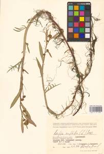 Жерушник земноводный (L.) Besser, Восточная Европа, Нижневолжский район (E9) (Россия)