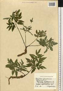 Дудник лесной L., Восточная Европа, Северный район (E1) (Россия)