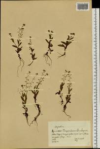 Незабудка, Сибирь, Алтай и Саяны (S2) (Россия)