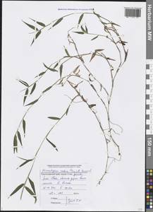 Microstegium japonicum (Miq.) Koidz., Кавказ, Черноморское побережье (от Новороссийска до Адлера) (K3) (Россия)
