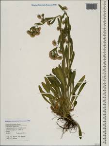 Erigeron acris subsp. acris, Кавказ, Ставропольский край, Карачаево-Черкесия, Кабардино-Балкария (K1b) (Россия)