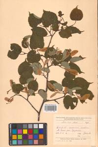Липа амурская Rupr., Сибирь, Дальний Восток (S6) (Россия)