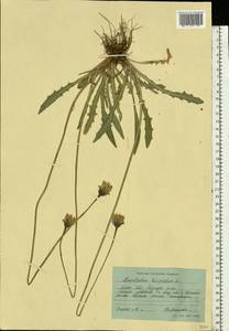 Кульбаба шершаволистная L., Восточная Европа, Московская область и Москва (E4a) (Россия)