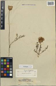 Centaurea granatensis Boiss. ex DC., Западная Европа (EUR) (Испания)