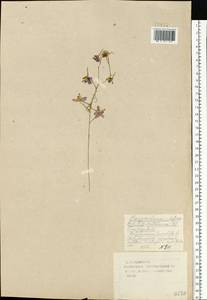 Delphinium consolida subsp. consolida, Восточная Европа, Западный район (E3) (Россия)