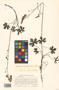 Aconitum ranunculoides subsp. ranunculoides, Сибирь, Дальний Восток (S6) (Россия)