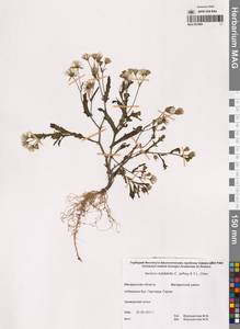 Крестовник сомнительный C.Jeffrey & Y.L.Chen, Сибирь, Чукотка и Камчатка (S7) (Россия)