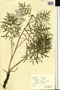 Echinops ritro var. ruthenicus (M.Bieb.) Schrad., Восточная Европа, Центральный лесостепной район (E6) (Россия)