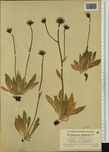 Hieracium armerioides subsp. nigritellum (Arv.-Touv.) Zahn, Западная Европа (EUR) (Франция)