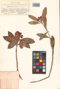 Скиммия промежуточная Komatsu, Сибирь, Дальний Восток (S6) (Россия)