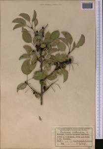 Жестер слабительный, Крушина слабительная L., Средняя Азия и Казахстан, Западный Тянь-Шань и Каратау (M3) (Киргизия)