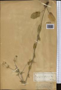 Синеголовник плосколистный L., Средняя Азия и Казахстан, Джунгарский Алатау и Тарбагатай (M5) (Казахстан)