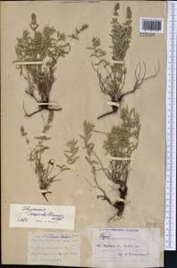 Thymus pannonicus All., Средняя Азия и Казахстан, Северный и Центральный Казахстан (M10) (Казахстан)