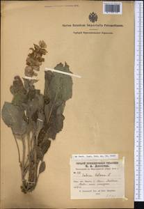 Шалфей мускатный L., Средняя Азия и Казахстан, Сырдарьинские пустыни и Кызылкумы (M7) (Узбекистан)