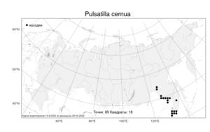 Pulsatilla cernua, Прострел поникающий (Thunb.) Chaz., Атлас флоры России (FLORUS) (Россия)