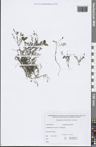 Астрагал полярный (Seem.) Benth., Сибирь, Чукотка и Камчатка (S7) (Россия)