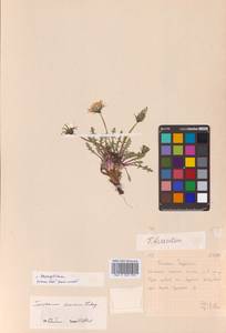 Одуванчик рассеченнолистный (Ledeb.) Ledeb., Сибирь, Дальний Восток (S6) (Россия)