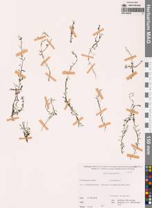 Пузырчатка малая L., Сибирь, Дальний Восток (S6) (Россия)