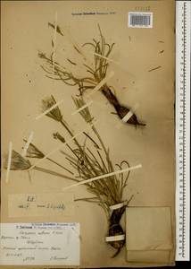Lilacina suberosa (K. Koch) Yild., Кавказ, Армения (K5) (Армения)