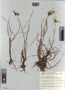 KUZ 002 105, Eriophorum angustifolium subsp. angustifolium, Сибирь, Алтай и Саяны (S2) (Россия)