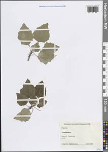 Тополь, Кавказ, Азербайджан (K6) (Азербайджан)