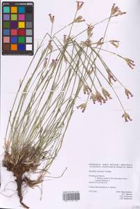 Гвоздика Борбаша Vandas, Восточная Европа, Северо-Западный район (E2) (Россия)