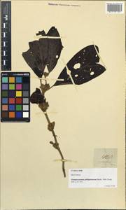 Gomphostemma javanicum (Blume) Benth., Зарубежная Азия (ASIA) (Филиппины)