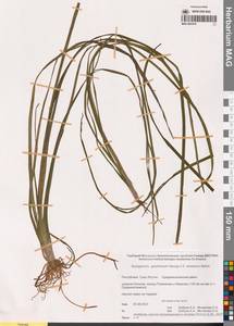 Ежеголовник злаковидный, Ежеголовник злаковый Georgi, Сибирь, Якутия (S5) (Россия)