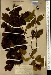 Crataegus germanica (L.) K.Koch ex Kuntze, Кавказ, Черноморское побережье (от Новороссийска до Адлера) (K3) (Россия)