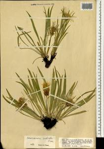 Козелец лучистый Fisch. ex Colla, Монголия (MONG) (Монголия)