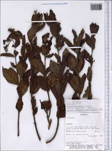 Campomanesia sessiliflora var. bullata (Barbosa Rodrigues) Landrum, Америка (AMER) (Парагвай)