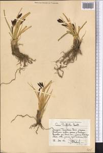 Carex nivalis Boott, Средняя Азия и Казахстан, Западный Тянь-Шань и Каратау (M3) (Киргизия)