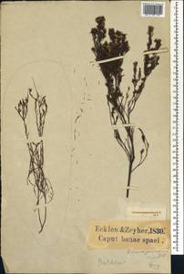 Coleonema juniperinum (Spreng.) Sond., Африка (AFR) (ЮАР)