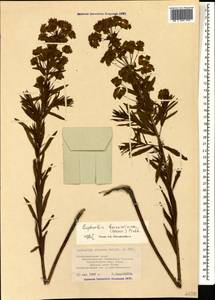 Euphorbia saratoi Ardoino, Кавказ, Черноморское побережье (от Новороссийска до Адлера) (K3) (Россия)
