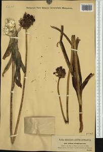 Allium atropurpureum Waldst. & Kit., Западная Европа (EUR) (Венгрия)