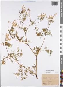 Бутень клубненосный L., Восточная Европа, Московская область и Москва (E4a) (Россия)