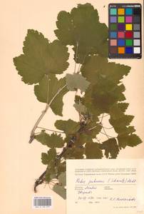 Смородина колосистая E.Robson, Восточная Европа, Латвия (E2b) (Латвия)