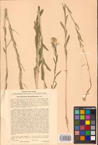 Желтушник душистый Ehrh., Восточная Европа, Центральный лесостепной район (E6) (Россия)