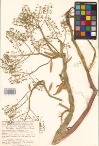 Жерушник земноводный (L.) Besser, Восточная Европа, Нижневолжский район (E9) (Россия)