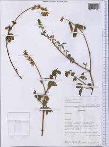 Crotalaria incana L., Америка (AMER) (Парагвай)