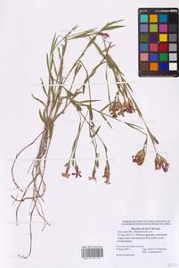 Гвоздика китайская L., Восточная Европа, Центральный район (E4) (Россия)