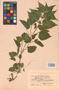 MHA 0 154 433, Яснотка белая, Глухая крапива L., Восточная Европа, Центральный район (E4) (Россия)