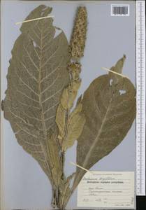 Verbascum longifolium Ten., Западная Европа (EUR) (Болгария)