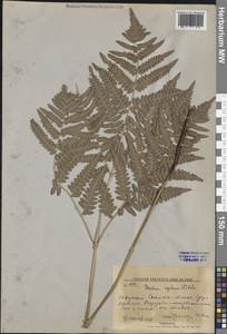 Орляк обыкновенный (L.) Kuhn, Сибирь, Дальний Восток (S6) (Россия)