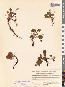 Фиалка сахалинская H.Boissieu, Сибирь, Прибайкалье и Забайкалье (S4) (Россия)