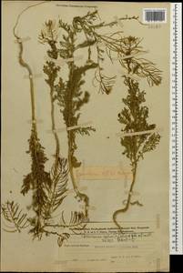 Дескурения Софии (L.) Webb ex Prantl, Кавказ, Азербайджан (K6) (Азербайджан)