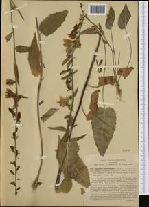 Колокольчик рапунцелевидный L., Западная Европа (EUR) (Италия)