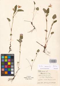 Фиалка Руппа All., Восточная Европа, Московская область и Москва (E4a) (Россия)