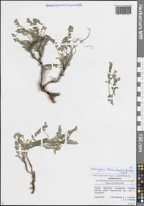 Астрагал яичкоплодный, Астрагал яйцеплодный Pall., Восточная Европа, Средневолжский район (E8) (Россия)